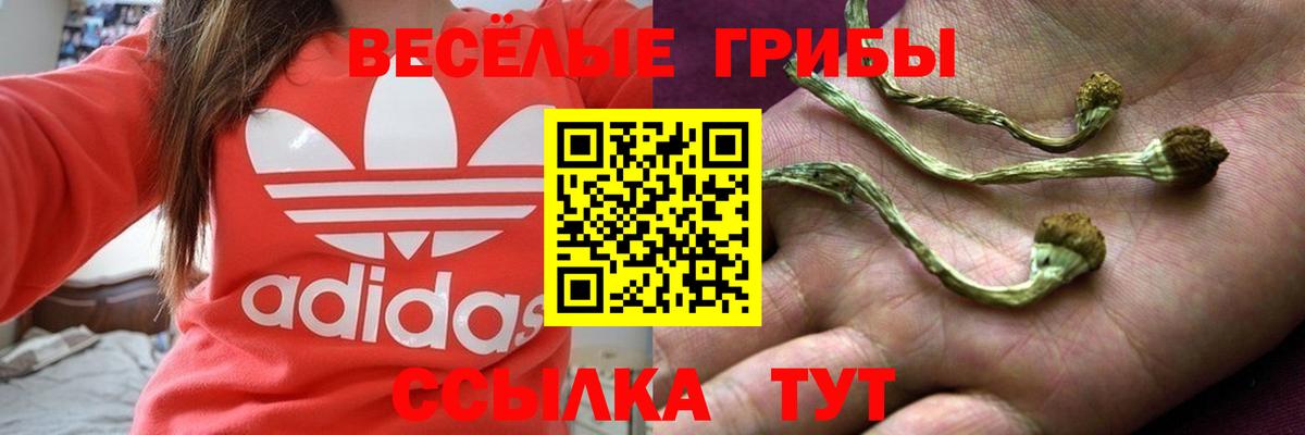 Галлюциногенные грибы ЛСД  магазин    Псилоцибиновые грибы GOLDEN TEACHER  Фрязино 